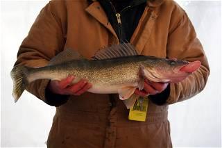 Pair in fishing scandal plead guilty to cheating in walleye tournament