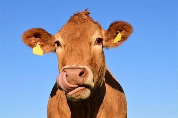 Cow escapes slaughterhouse, runs through New York City streets