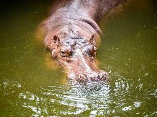 An Escobar hippo killed in highway collision in Colombia