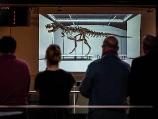Belgian foundation to exhibit auctioned T. rex in Antwerp