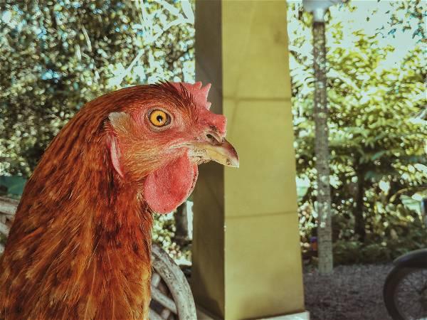 Avian flu: Poultry to be allowed outside in Wales as bird flu risk falls