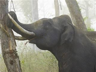 Foreign veterinarians visit ailing elephant in Pakistani zoo