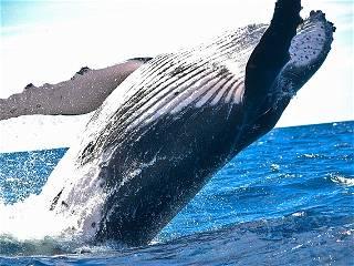 Landmark law saved whales through marine industries change