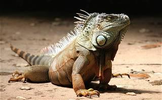 One iguana's taste for cake leaves a young girl with a mysterious malady
