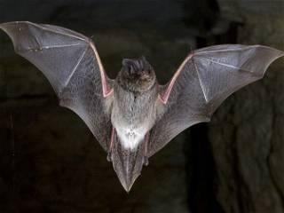 Half of North American bat species are at risk, report warns