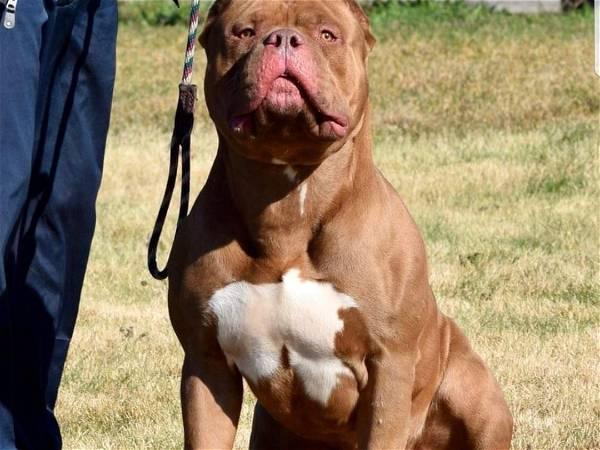 Man taken to hospital after being injured by a dog, believed to be an XL bully
