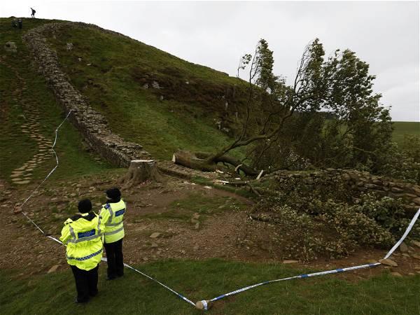 Boy, 16, arrested over felling of iconic ‘Robin Hood tree’ next to Hadrian’s Wall