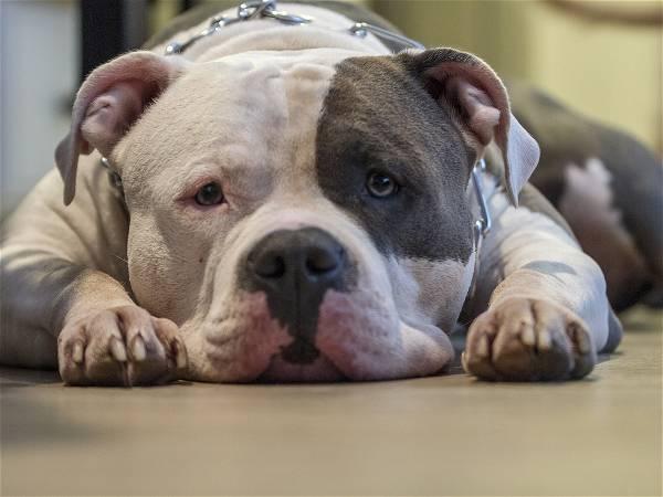 No culling of American XL bully dogs, new rules for owners in UK