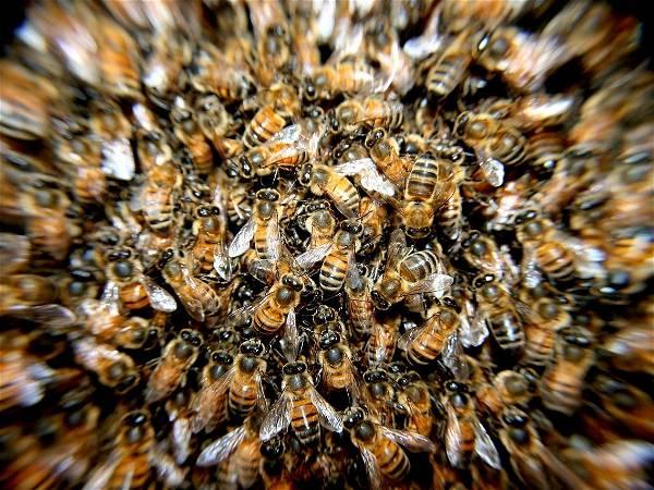Kentucky man dies after swarm of bees attacks him on his porch