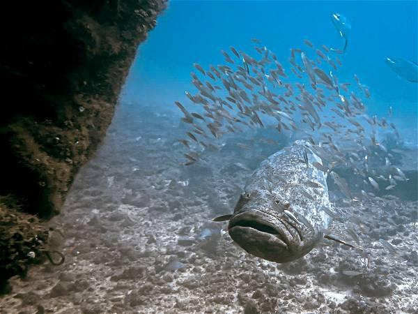 Climate change takes habitat from big fish, the ocean's key predators