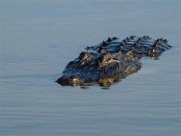 Florida: Alligator killed after being discovered holding human remains in mouth