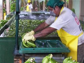 Security in Ecuador has come undone as drug cartels exploit the banana industry to ship cocaine