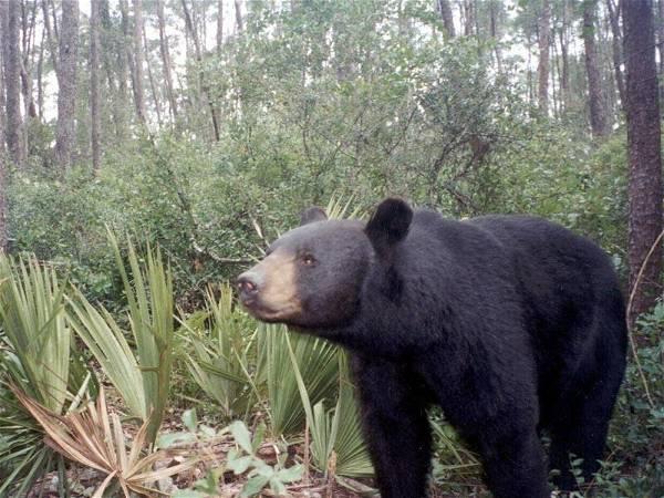 Black bear sighting in tree at Disney World triggers closures at Magic Kingdom