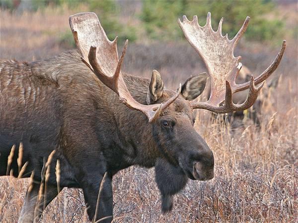 Hiker on trail near Colorado Springs trampled by a moose