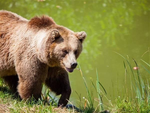 Two killed in bear attack at Banff National Park, grizzly euthanized: Parks Canada