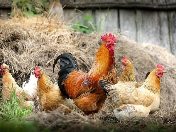 South Africa culls about 7.5 million chickens in an effort to contain bird flu outbreaks