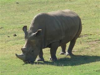 Embryo transfer brings hope of averting extinction of white rhinos