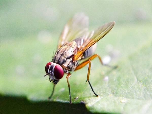 Repeated sexual failures cause social stress in fruit flies