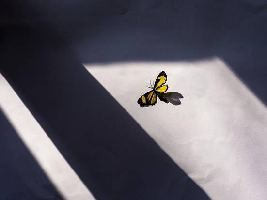 Are insects drawn to light? New research shows it's confusion, not fatal attraction