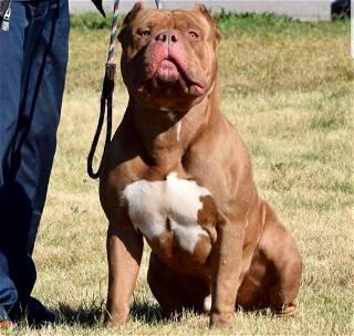 Bully-type dog shot dead after three people injured