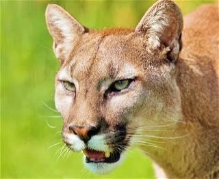 Mountain lion spotted steps from California resident’s front door