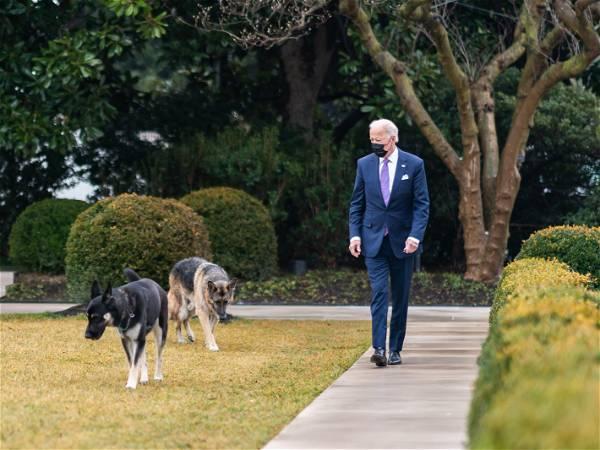 Bidens’ dog, Commander, bit Secret Service personnel in at least 24 incidents, records show