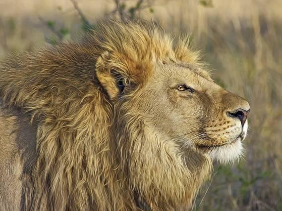 2 lions in India named after Hindu deity and Muslim emperor spark court petition