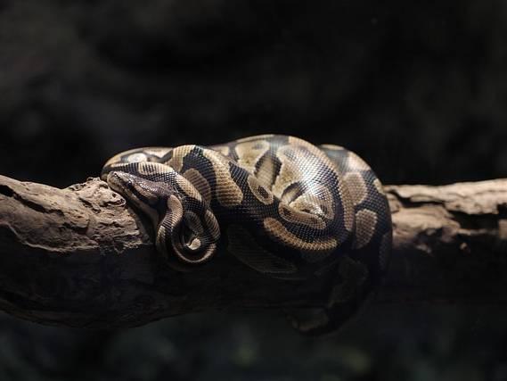 New York man who smuggled pythons into the US by hiding them in his pants sentenced to probation, fined $5k