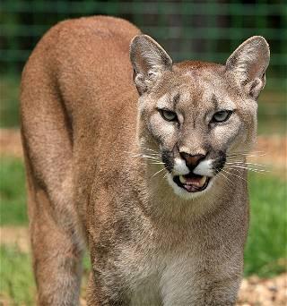 Cyclist in Washington state sustains injuries after a cougar 'latched onto' her