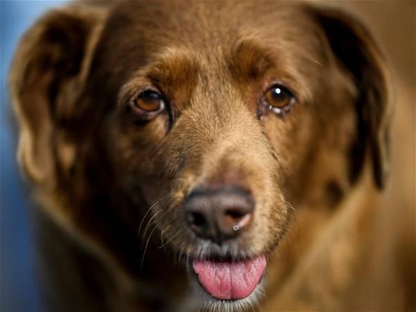 Guinness World Records' 'oldest dog' Bobi stripped of title