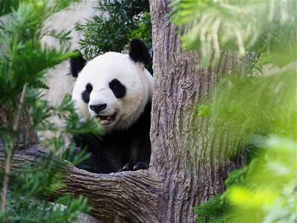 China plans to send San Diego Zoo more pandas this year, reigniting its panda diplomacy