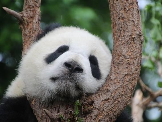 Atlanta is the only place in US to see pandas for now. But dozens of spots abroad have them
