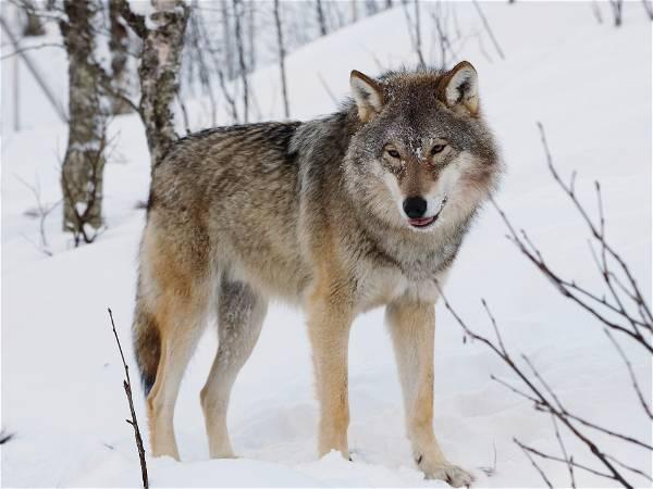 Chernobyl's mutant wolves appear to have developed resistance to cancer, study finds
