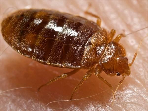 Archaeological team's 'rare' discovery blames Romans for bedbugs in UK