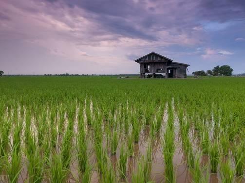 Scientists grow 'meaty' rice hybrid food for protein kick