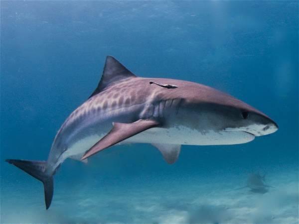 Woman attacked by shark off Sandland Island near Jurien Bay in Western Australia