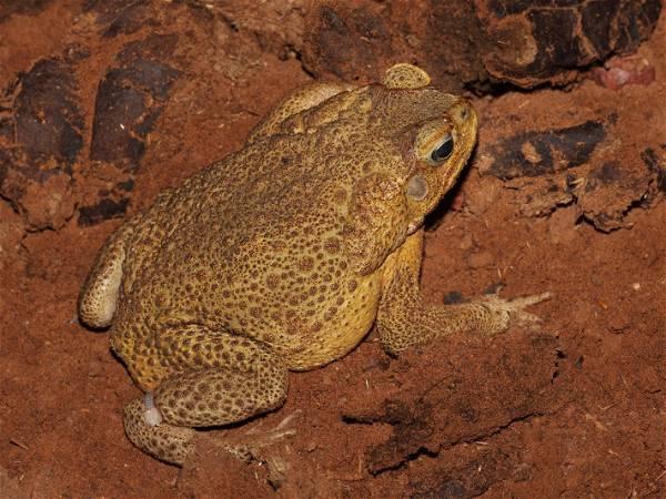 Toxic toads that can kill pets in minutes are breeding in Florida