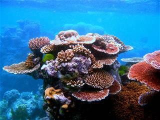 Restored coral reefs can grow as fast as healthy reefs after just four years, researchers find