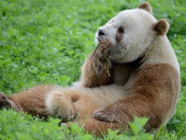 Pandas aren’t all black and white, and scientists now understand why