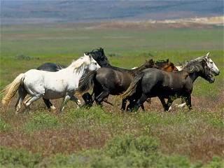 US judge in Nevada hands wild horse advocates rare victory in ruling on mustang management plans
