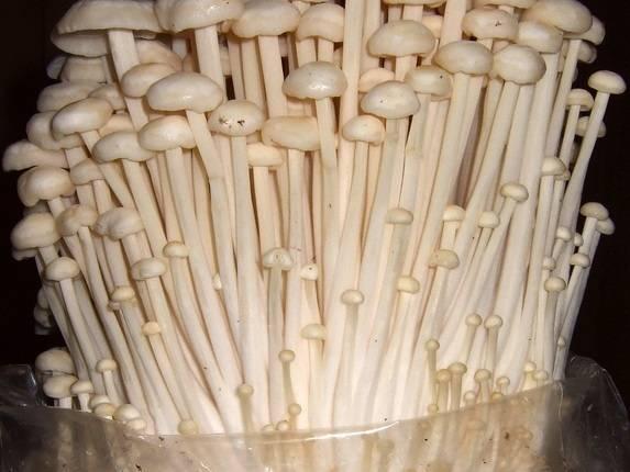 Listeria-contaminated mushrooms: More recalls Canadians should watch out for