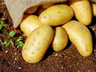 Senators stand up for potatoes as a vegetable amid reports of USDA change