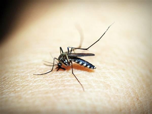 Puerto Rico has declared an epidemic following a spike in dengue cases