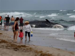 Sperm whale beached off Venice, Florida, officials say