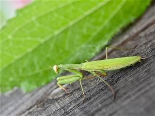 Students lobby to dethrone Connecticut’s state insect, the voraciously predatory praying mantis