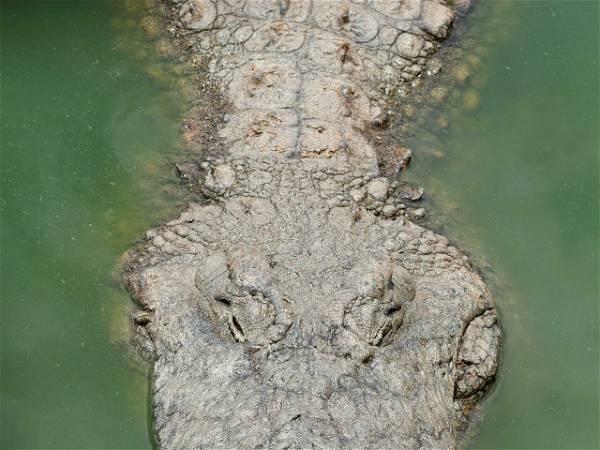 Teenager dies after suspected crocodile attack in the Torres Strait