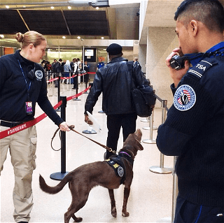 More than 1,500 firearms found by TSA at US airports so far in 2024