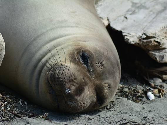 Emerson the ‘real rascal’ elephant seal swims hundreds of kilometres back to Victoria