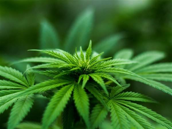 North Carolina medical marijuana sales begin at Cherokee store