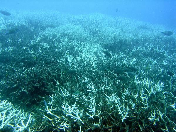 Scientists say coral reefs around the world are experiencing mass bleaching in warming oceans